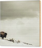 American Bison On The Top Of A Snowy Wood Print