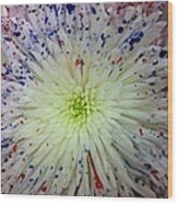 American Chrysanthemum Wood Print