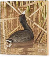 American Coot Looking Up Wood Print