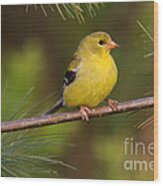 American Goldfinch Female Wood Print