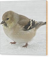 American Goldfinch In The Snow Wood Print