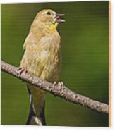 American Goldfinch Singing Wood Print