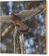 American Kestrel Wood Print