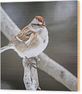 American Tree Sparrow Wood Print
