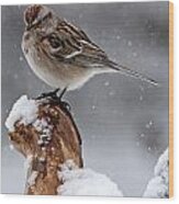 American Tree Sparrow In Snow Wood Print