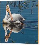 American White Pelican Wood Print