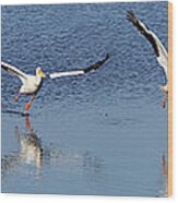 American White Pelican Taking Flight Wood Print
