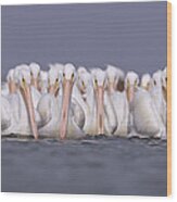 American White Pelicans Wood Print