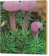 Amethyst Deceiver Wood Print