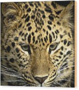 Amur Leopard Wood Print