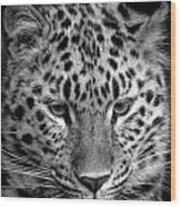 Amur Leopard In Black And White Wood Print