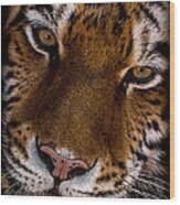 Amur Tiger Portrait Wood Print