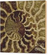 An Ancient Ammonite Pattern Iv Wood Print