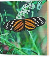 An Orange And Black Butterfly Wood Print