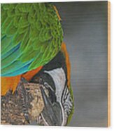 An Unusual Parrot View Wood Print