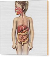 Anatomy Of A Childs Full Digestive Wood Print