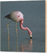 Andean Flamingo Feeding Laguna Blanca Wood Print