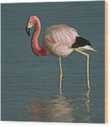 Andean Flamingo Wading Laguna Blanca Wood Print