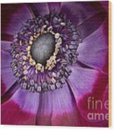 Anemone Coronaria  Macro Wood Print