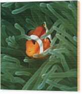 Anemone Fish Wood Print