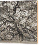 Angel Oak Tree Of Life Sepia Wood Print