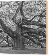 Angel Oak Tree Wood Print