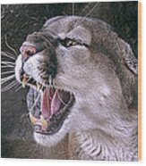 Angry Mountain Lion Wood Print