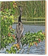 Anhinga In Florida Wood Print