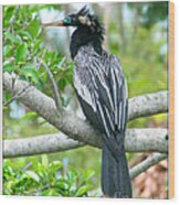 Anhinga Wood Print