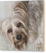 Animals - Dogs - Rascal Wood Print