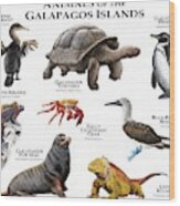 Animals Of The Galapagos Islands Wood Print
