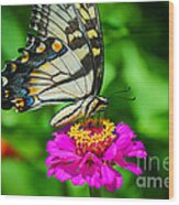 Anise  Swallowtail Butterfly Wood Print