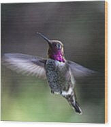 Annas Hummingbird Wood Print