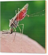 Anopheles Merus Mosquito Feeding Wood Print