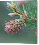 Another Blooming Pine Cone3 Wood Print
