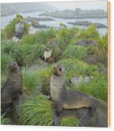 Three Antarctic Fur Seals Wood Print