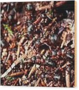 Ants Wood Print