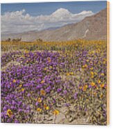 Anza-borrego Wildflowers 25 Wood Print