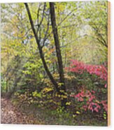 Appalachian Mountain Trail Wood Print