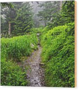 Appalachian Trail At Clingmans Dome Wood Print