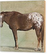 Appaloosa Wood Print