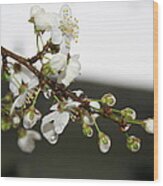 Apple Blossom Buds Wood Print