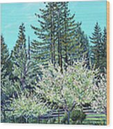 Apple Blossoms And Redwoods Wood Print