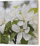 Apple Blossoms Wood Print