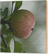 Apple In The Tree Wood Print