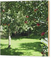 Apples In The Orchard Wood Print