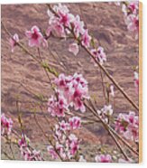 Apricot Blossoms In Red Rock Country Wood Print