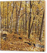 Arboretum Trail Wood Print