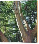 Arbutus Tree Wood Print