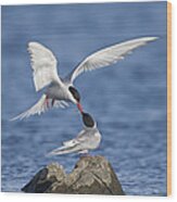 Arctic Terns Courtsing Outer Hebrides Wood Print